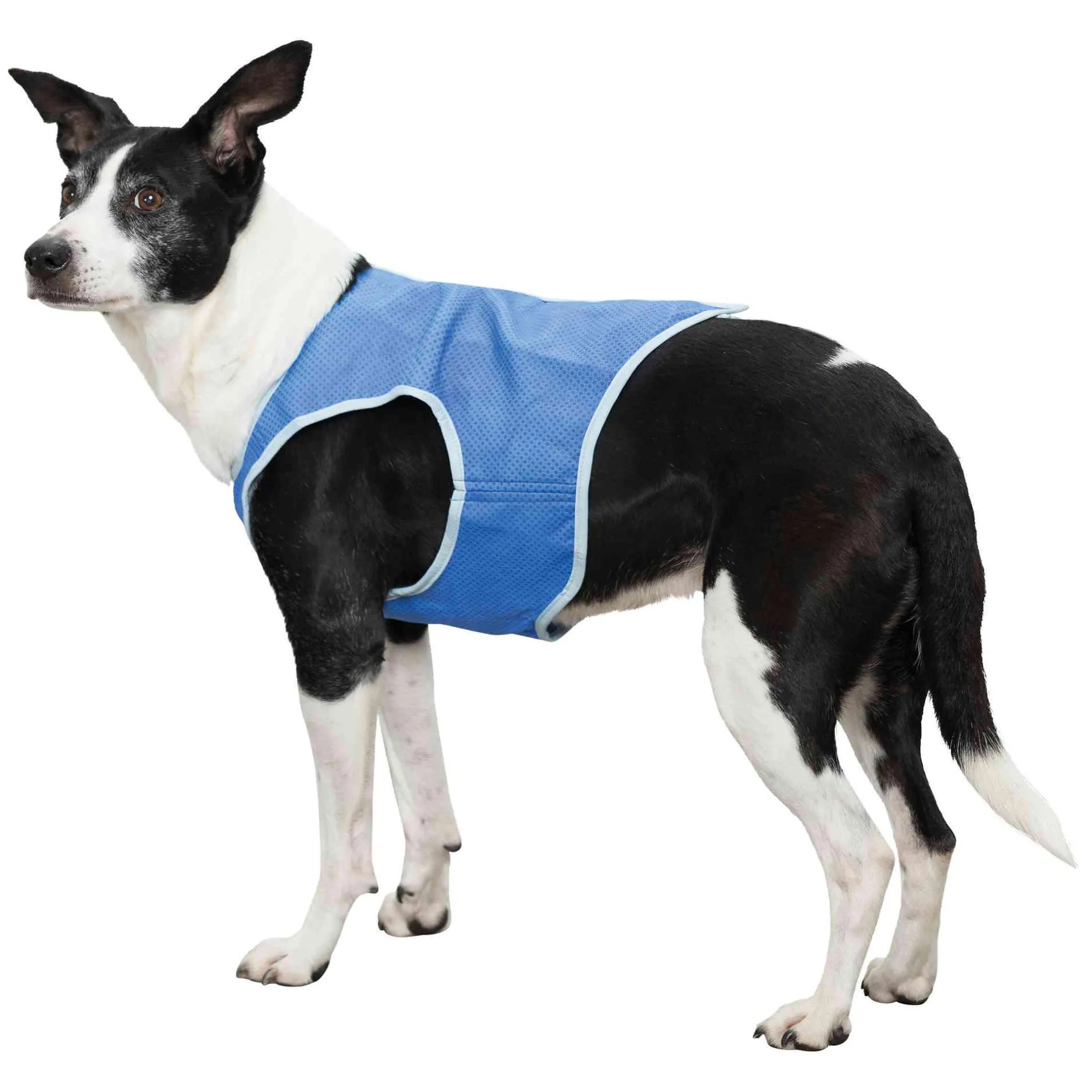 Gilet rafraîchissant pour chien taille M